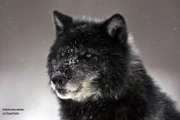 Wolf Weekly Wrap- Up – Defenders of Wildlife Blog