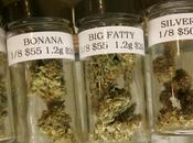 Stoner Owners Illinois Have Reason Party