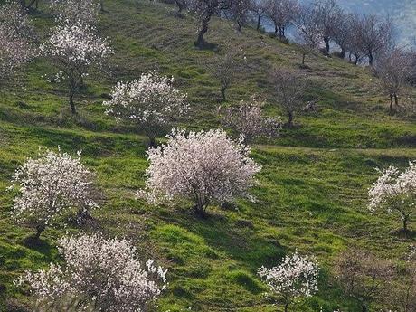 The Almond Tree: the promise and the beauty, a symbol of resurrection
