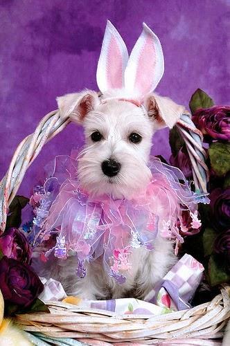 Easter dogs with rabbit ears