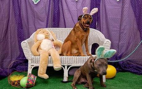 Easter dogs with rabbit ears