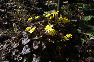 Ranunculus ficaria 'Brazen Hussy' (16/03/2014, Kew Gardens, London)