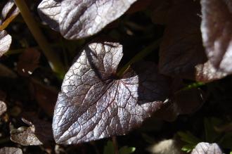 Ranunculus ficaria 'Brazen Hussy' Leaf (16/03/2014, Kew Gardens, London)