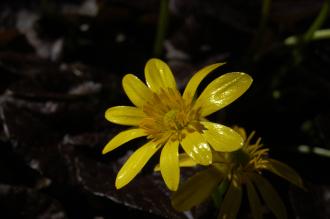 Ranunculus ficaria 'Brazen Hussy' Flower (16/03/2014, Kew Gardens, London)