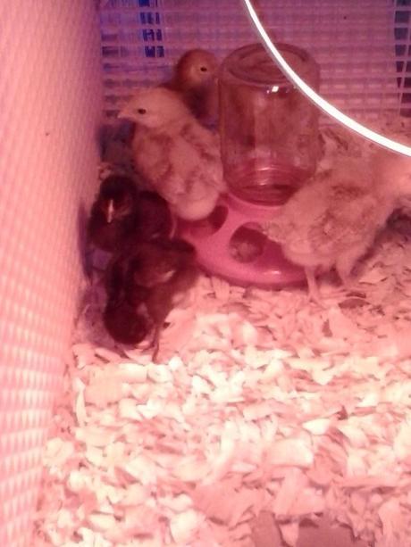 We Bought The Farm – A Story Of Dreams Coming True We Bought The Farm - A Story Of Dreams Coming True | LazyHippieMama.com