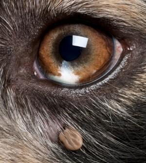 dog parasites