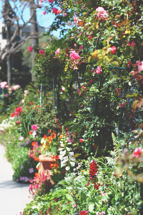 Spring Flowers