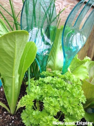 Salad Planter (1)