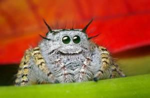 cutest spider ever