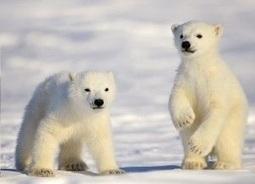 Fact Attack: Endangered Species No. 112 – The Polar Bear