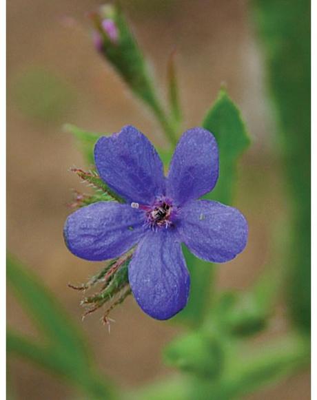 Anchusa 'Dawn Mix' blue flower