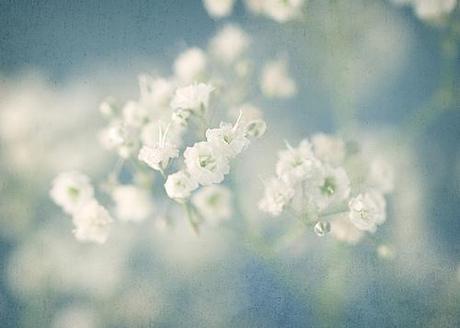 Baby's Breath Gysophila Paniculata