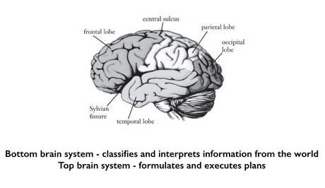 Top Brain, Bottom Brain  - a user's manual from Kosslyn and Miller
