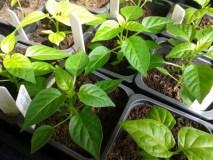 Chilli-tastic – April