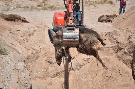 #BundyRanch: BLM Cattle Graves - Where Is PETA?