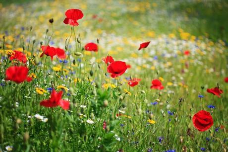 Summer wildflower meadow of Papaver - Poppies, Leucanthemum - Ox-Eye Daisies and Chrysanthemum segetum - Corn Marigolds and Centaurea cyanus - Cornflowers