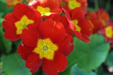 red and yellow flowers garden summer