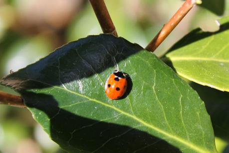 ladybird, wildlife insects summer leaf red spots black