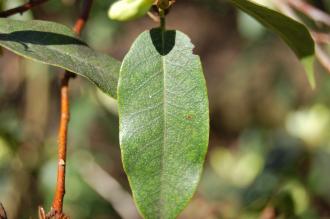 Rhododendron lutescens Leaf (16/03/2014, Kew Gardens, London)