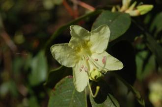 Rhododendron lutescens Flower (16/03/2014, Kew Gardens, London)