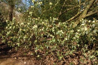 Rhododendron lutescens (16/03/2014, Kew Gardens, London)