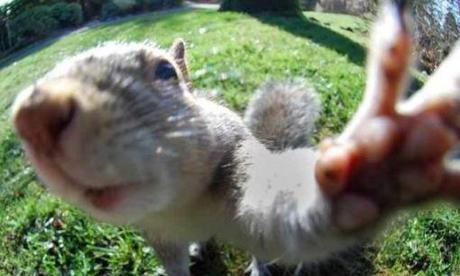 The World’s Top 10 Best Animal Selfies