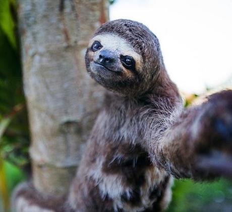 The World’s Top 10 Best Animal Selfies