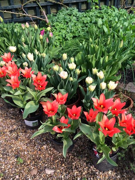 Tulips grow well in containers too