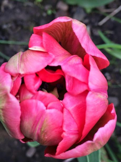 pink tulip