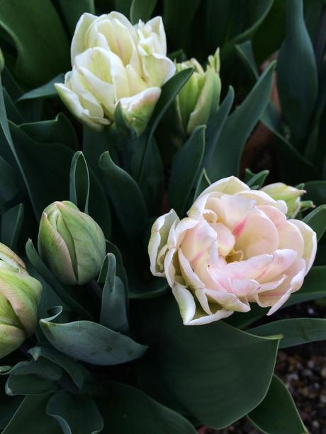 White and blush pink Finola tulips