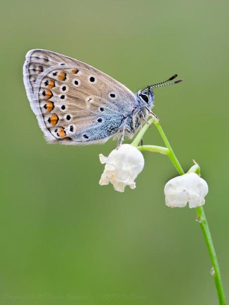 Happiness is like a butterfly...