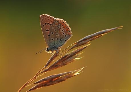 Happiness is like a butterfly...