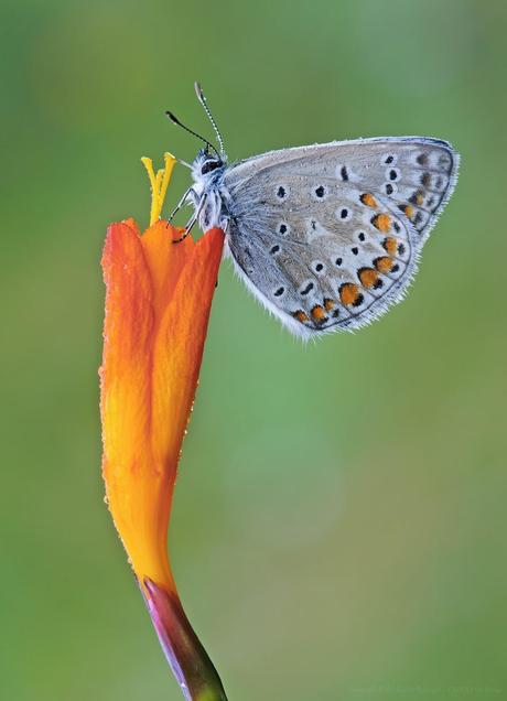 Happiness is like a butterfly...