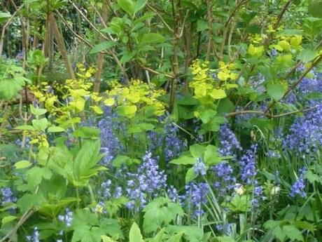 Acid green leaves of Smyrnium perfoliatum set against Bluebells