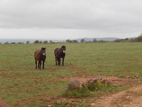 West Mendip Wander