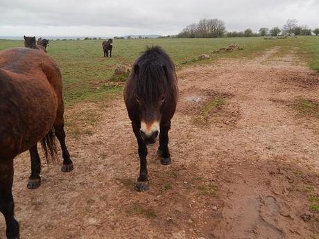 West Mendip Wander