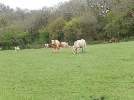 West Mendip Wander