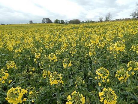 West Mendip Wander