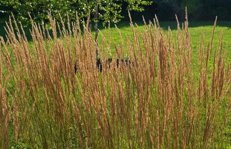 Dividing Karl Foerster Grass