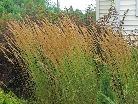 Dividing Karl Foerster Grass