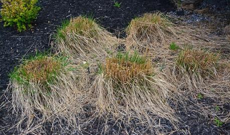 Dividing Karl Foerster Grass