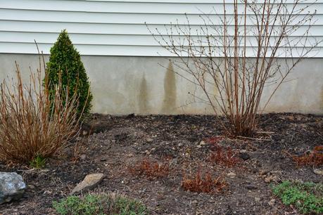 Dividing Karl Foerster Grass