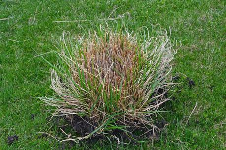 Dividing Karl Foerster Grass