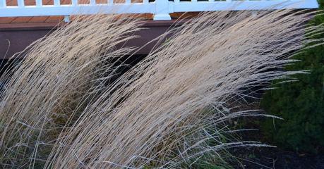 Dividing Karl Foerster Grass