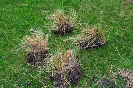 Dividing Karl Foerster Grass