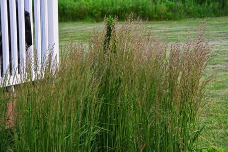 Dividing Karl Foerster Grass