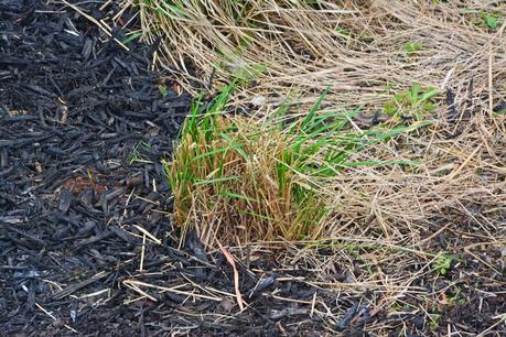 Dividing Karl Foerster Grass