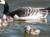 Victory Barnacle Geese Täby Community, Sweden! Won’t Culled! :)))