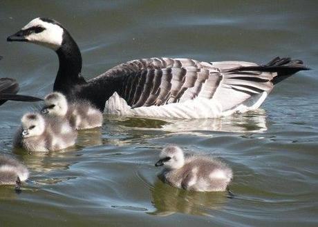 Victory For The Barnacle Geese In Täby Community, Sweden! Won’t Be Culled! :)))