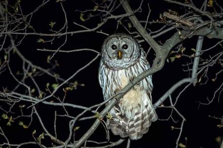 Barred-Owl-in-Tree-at-Night